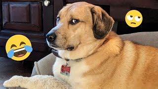 I dare you not to LAUGH at these FUNNY DOGS 😁🦮 - Best Funny Animals Videos 2025 #159