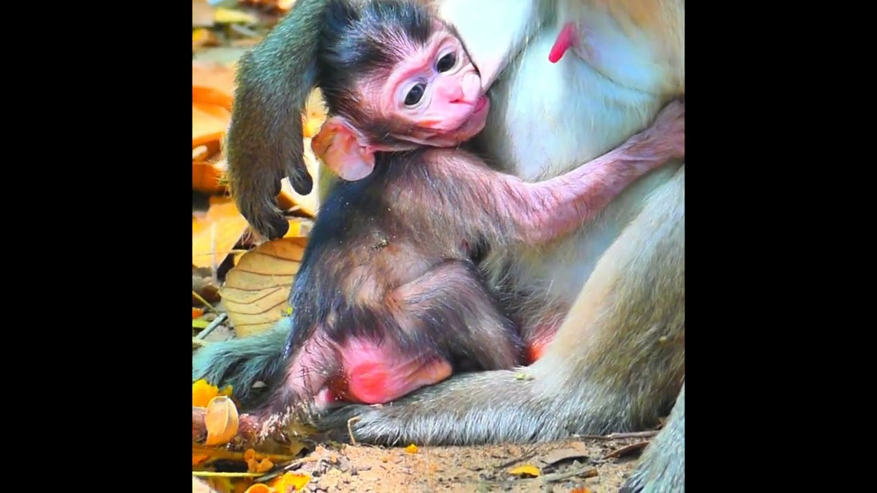 A gentle reminder that love is instinctive 🐵💖🌿