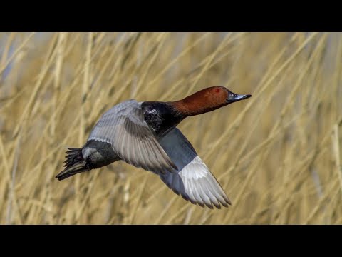 Elmabaş Ördek avı net vuruş صيد البط  19/10/2019 🦆