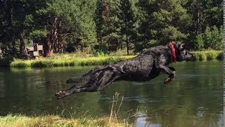 AWESOME! 105 lb Flying Black Labrador Retriever + More
