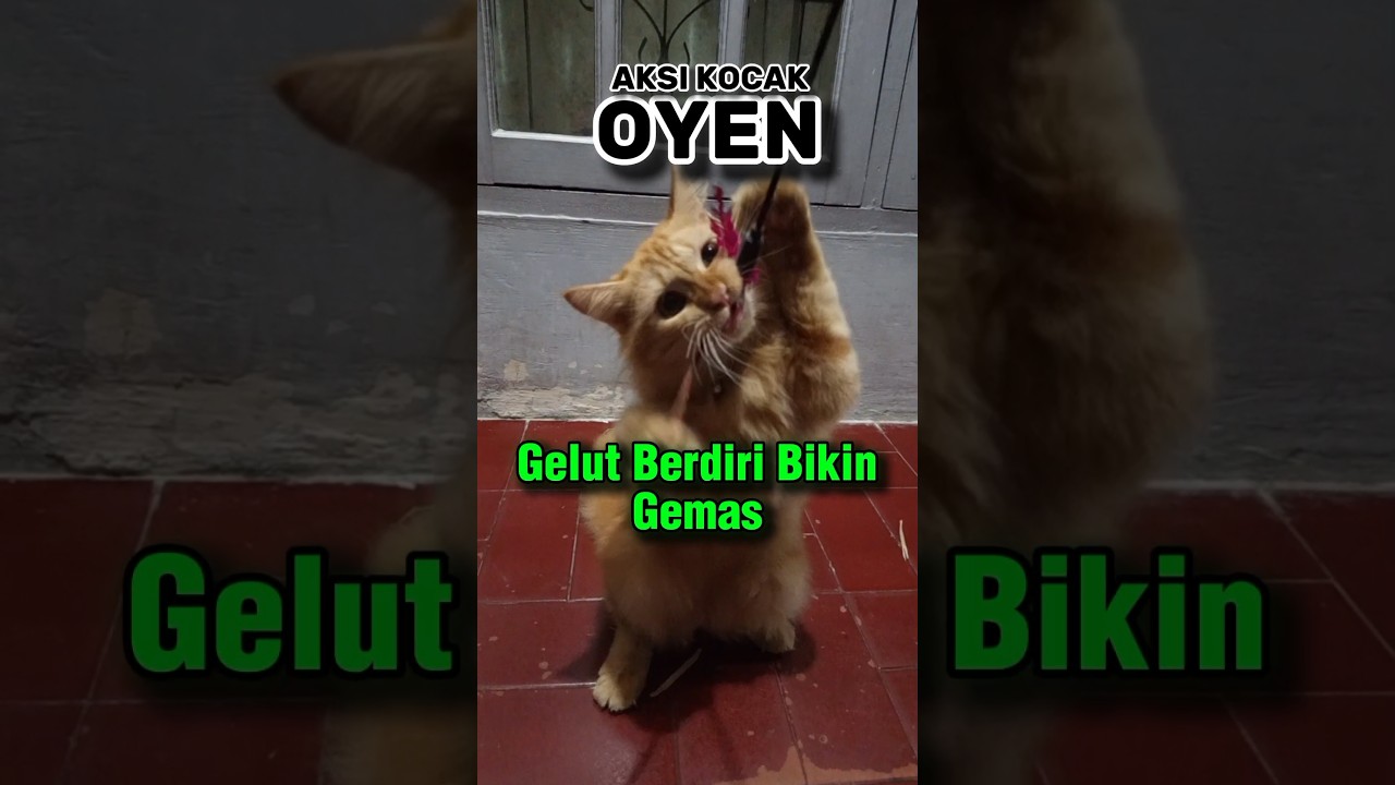 Aksi Kocak Oyen. Gelut Berdiri Bikin Gemas. 
