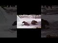 A Beary Zen Dinner on #exploreorg on the #brooksfalls cam #bear