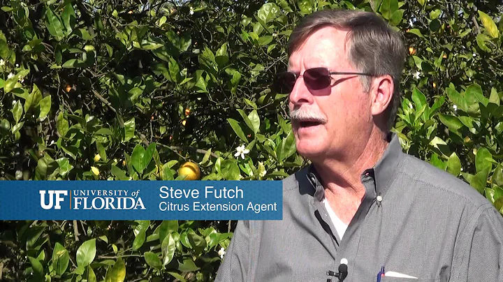 Treatments of Citrus Greening - Steve Futch