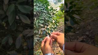 Bushcraft survival skill fire starter #outdoors #survival #bushcraft #lifehacks