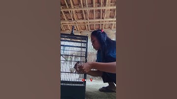 BELI ANAKAN BURUNG CENDET UNTUK DI RAWAT