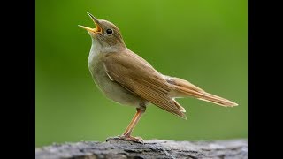 Lindo Canto do Rouxinol, Pássaro Preto e Aves do Amazonas - MELHOR VIDEO