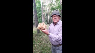 видео: козья борода картинка: козья борода