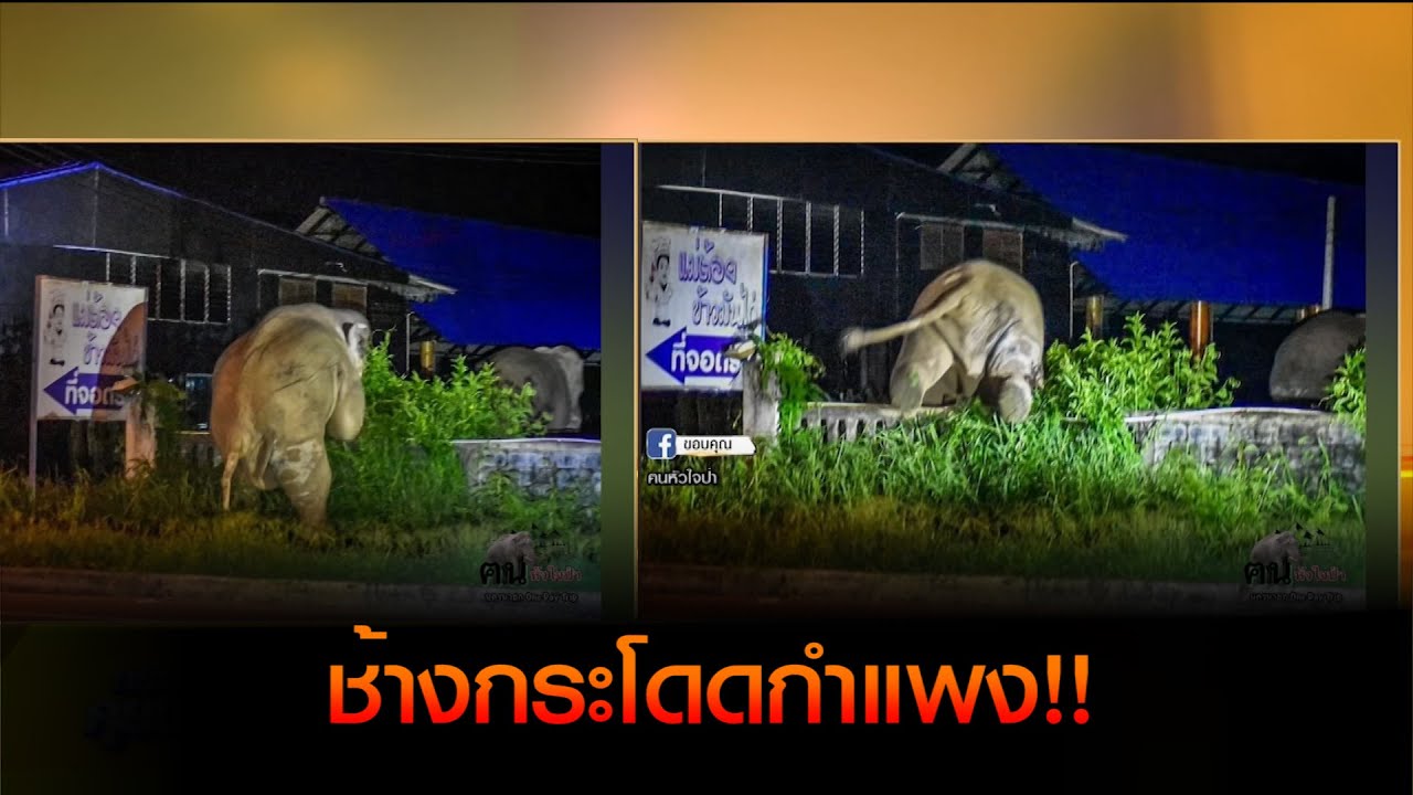 ช้างกระโดดกำแพง!!