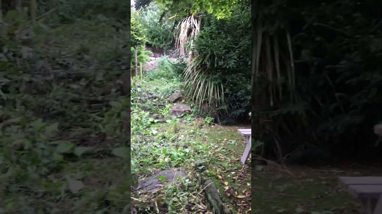 Ivy trimming and clearance by Fischerco Gardening Company Aigburth Liverpool 