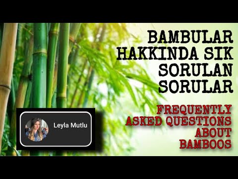 Video: Bambu hakkında özel olan nedir?