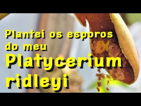 Vídeo: Propagação de esporos de samambaia Staghorn - Cultivo de esporos de plantas de samambaia Staghorn