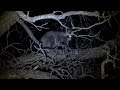 RACCOON hunting with AIR RIFLE!! (CATCH CLEAN COOK)