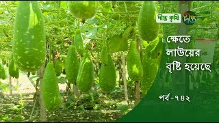 Deepto Krishi/দীপ্ত কৃষি- ক্ষেতে লাউয়ের বৃষ্টি হয়েছে |খুলনা| deepto tv |