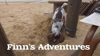 Finn's Adventures - Coldingham Beach & St Abbs - October 2023 by Finn the Spaniel  24 views 6 months ago 4 minutes, 5 seconds