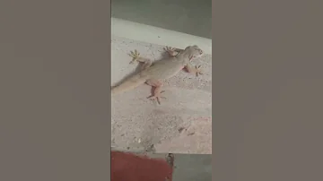 Lizard Sound Lizard 