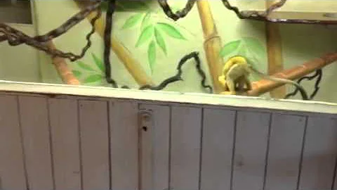 Ever tried cartwheeling in front of a monkey?