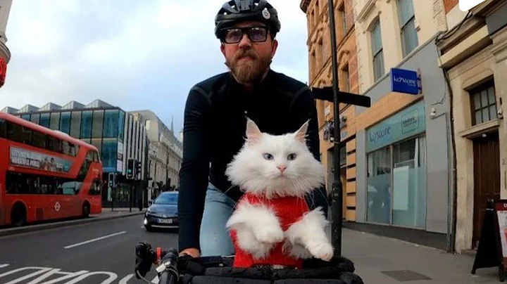 Video 11859371: norwegian forest cat, cat bike, cat travel, cat exploring, cat old