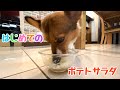 【コーギー】ぽてとにポテトあげてみた