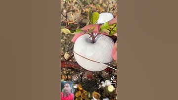 😢😢😭😭আলহামদুলিল্লাহ #love #islamicstatus #nature #عبدالرحمن_مسعد_تلاوة_جديدة #fruit #unfrez #songlove