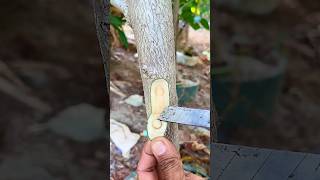 Simple grafting #plants #grafting #tips #gardening #bonsai
