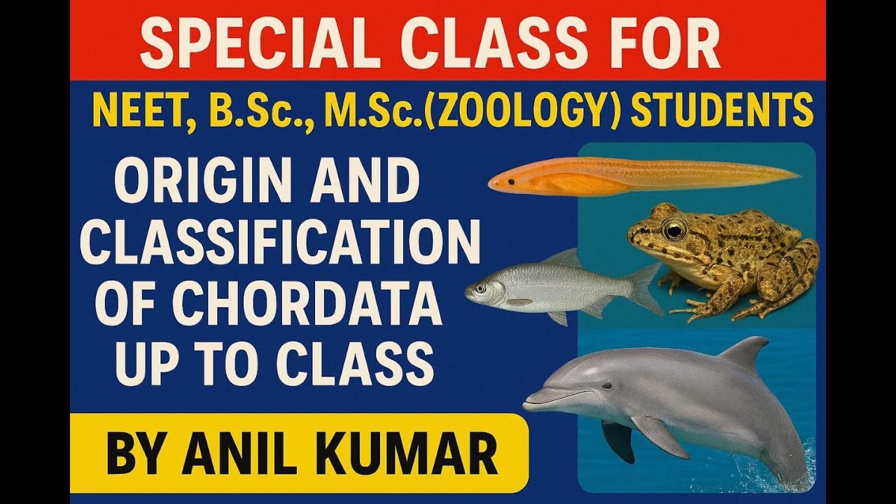 Api Chorbati Origin of Chordates and Classification of Chordata - YouTube