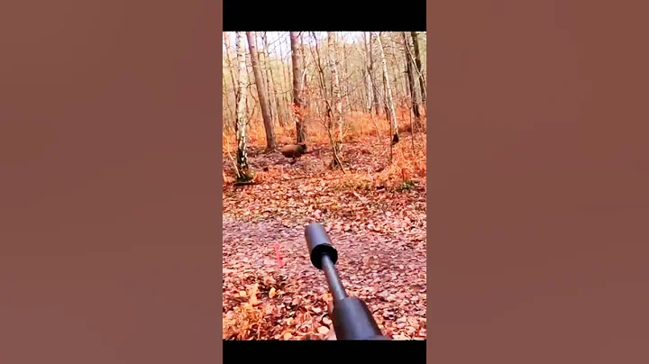 охота на кабана 🐗 #cinghiale #chasse #wildboar #охота #дикий кабан#hunting