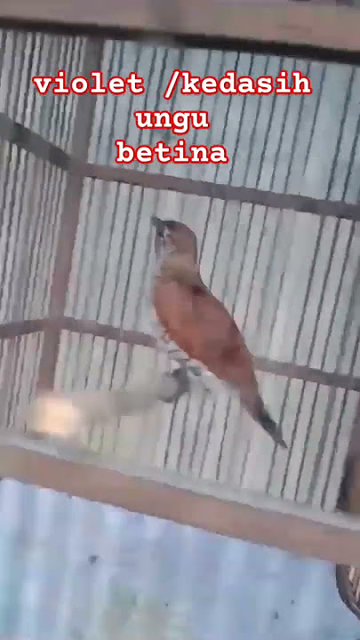 VIOLET CUCKOO BETINA / KEDASIH UNGU BETINA #violetcucko #kedasih #masterankasaran