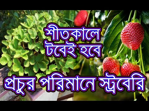 ভিডিও: স্ট্রবেরি মার্শমালো কীভাবে তৈরি করবেন