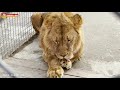 Нежные отношения Султана и Русика. Львы. Тайган. Lions life in Taigan.