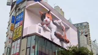 Giant 3D Cat Billboard in Shinjuku Tokyo Japan