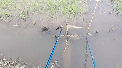 Kích Cá Miếng Ruộng Lúa Mới Lên Xanh | kích cá miền tây 