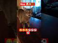 #cat #reflexion #shortsviral #shortvideo #shorts #humor