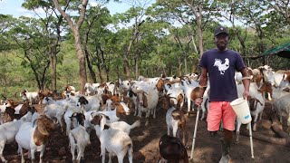 Ugandan Goat King | From 17 GOATS TO 120 goats