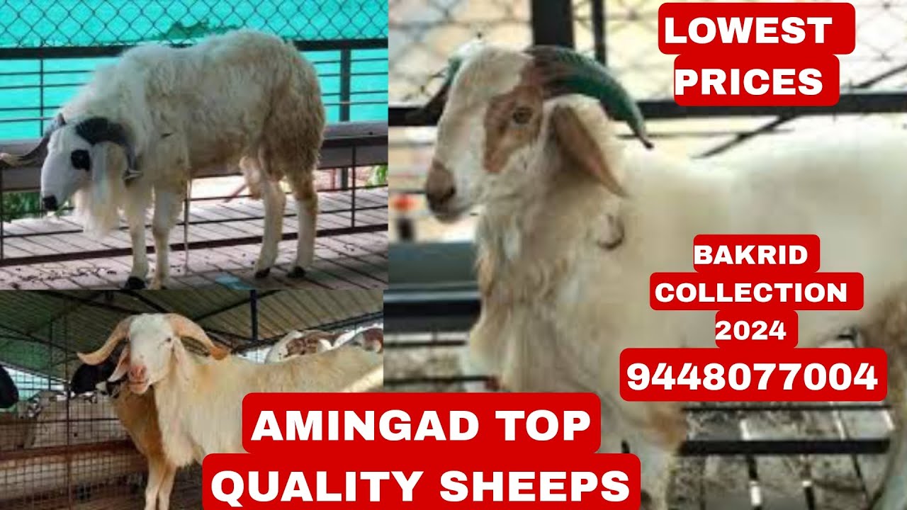 Top Amingad Sheeps in Bangalore at Lowest Price #bakrid2024 # ...