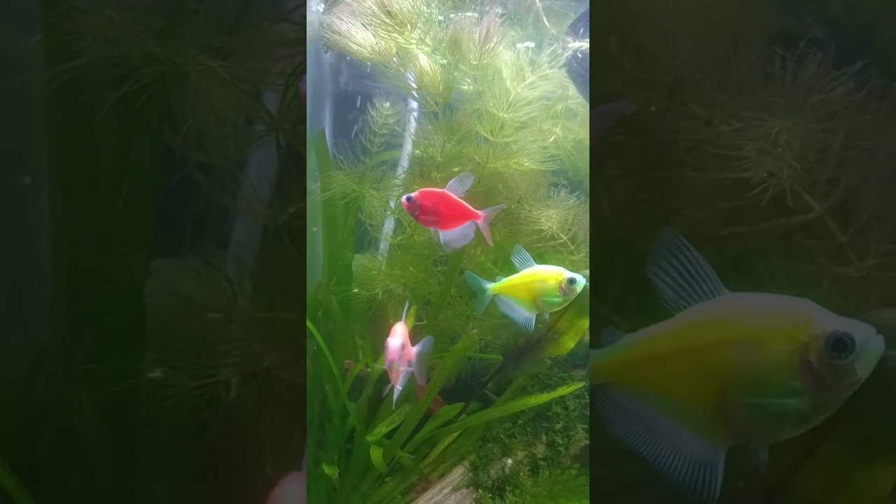 GloFish® Christmas Tetra Collection 9ct - GloFish®