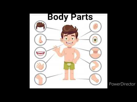 Body parts and their uses - YouTube