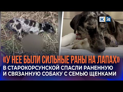 Израненную и связанную собаку с семью щенками спасли местные жители в станице Старокорсунской