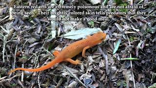 Birdsong & Eastern Newts in Summer