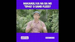 Download Lagu Nakahuli ka na ba ng ‘tipas’ o sand flees? | Dami Mong Alam, Kuya Kim! MP3 Download Lagu Nakahuli ka na ba ng ‘tipas’ o sand flees? | Dami Mong Alam, Kuya Kim! MP3