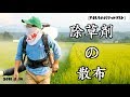 【お米の育て方part7】田んぼの管理、殺虫剤を撒く Management of rice fields, soaking pesticides