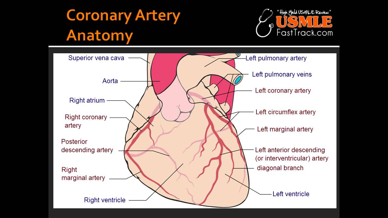 Coronary Artery Anatomy - YouTube