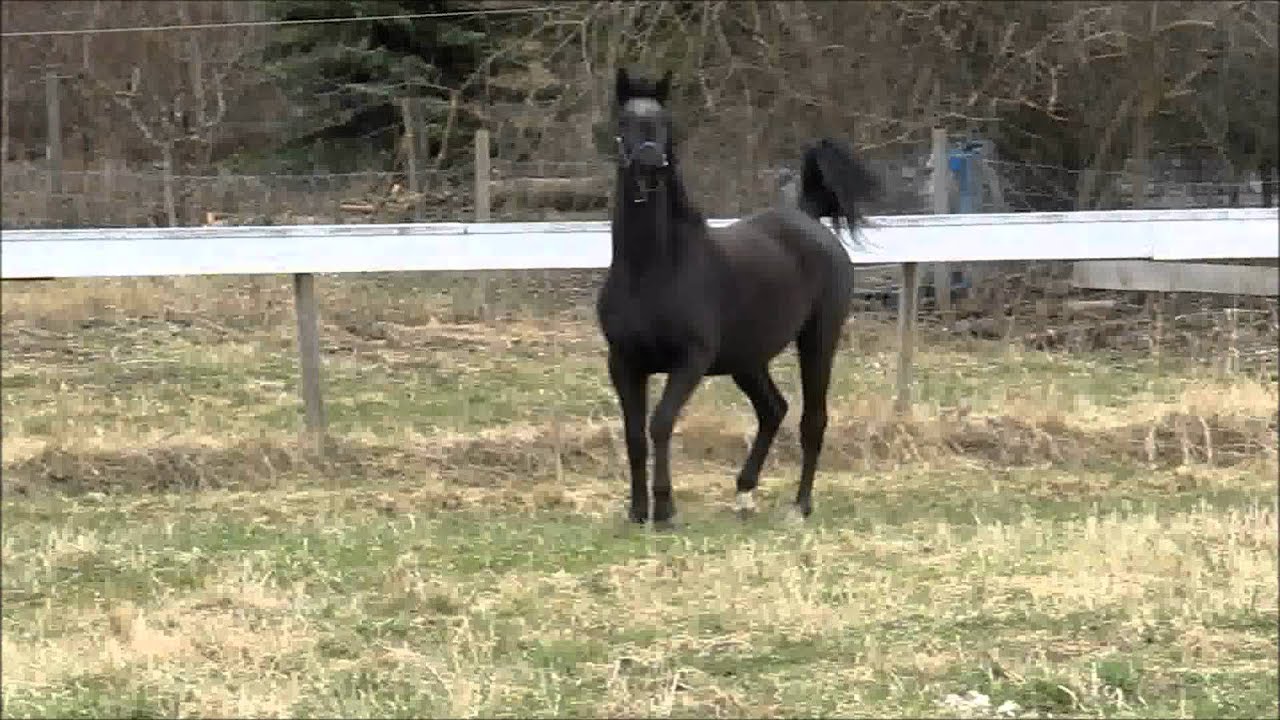 Pasmosa black Trakehner mare YouTube