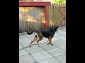 Bläcki, der Hund #hund #hundegeschichten