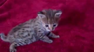 Suzzan's F1 Savannah (4 weeks old) by TecSpot 70 views 6 years ago 56 seconds
