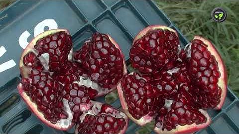 ದಾಳಿಂಬೆ ರಫ್ತಿಗೆ ಗುಣಮಟ್ಟದ ಮಾನದಂಡಗಳು|  Quality Parameters for Exporting Pomegranate|