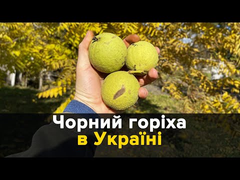 Чёрный орех в Украине, урожай, ценность и свойства