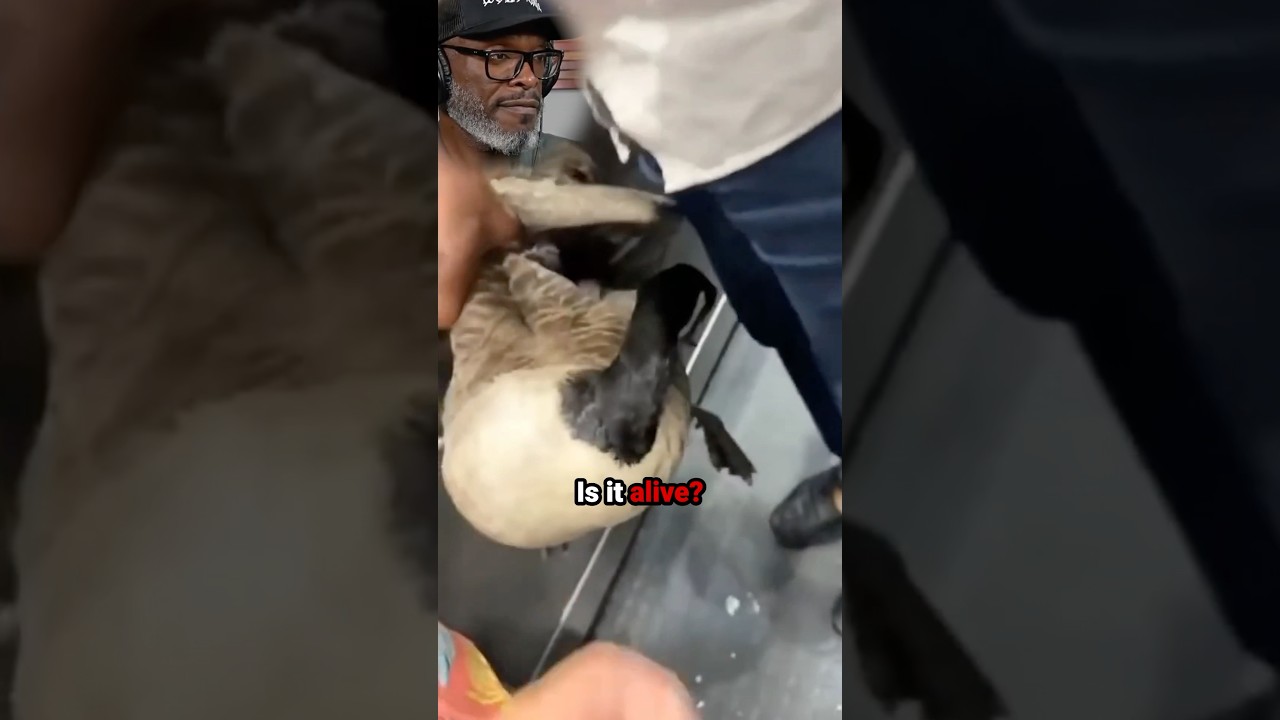 Leave your 3rd world activities in the 3rd world.