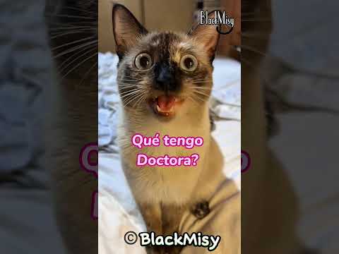 La Doctora Aury y sus grandes diagnósticos 😸 #cat #humor #gato #chistes