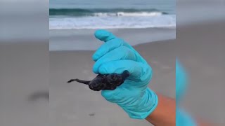 Two-headed turtle discovered at Cape Hatteras