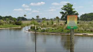 Сафари парк Wild Florida Safari Drive Thru Park